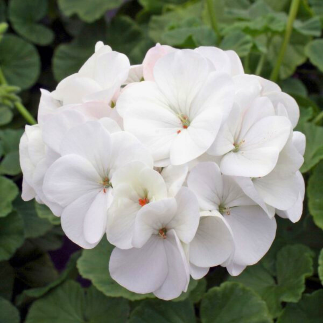 Pelargonium 'Toscana Erika' from Cedar Nursery, Cobham