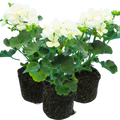Pelargonium 'Toscana Erika' from Cedar Nursery, Cobham