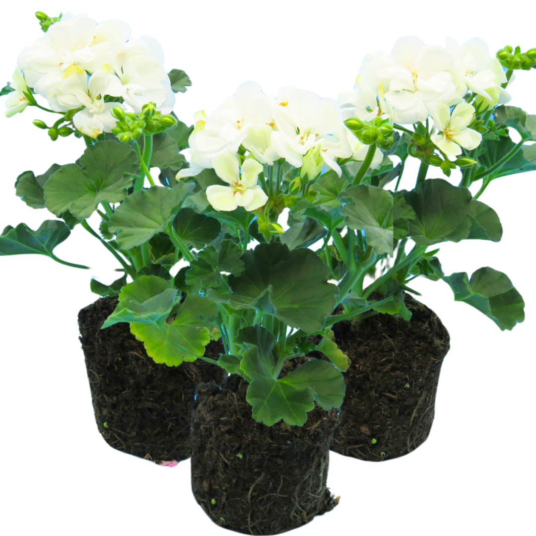 Pelargonium 'Toscana Erika' from Cedar Nursery, Cobham