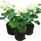 Pelargonium 'Toscana Erika' from Cedar Nursery, Cobham