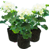 Pelargonium 'Toscana Erika' from Cedar Nursery, Cobham