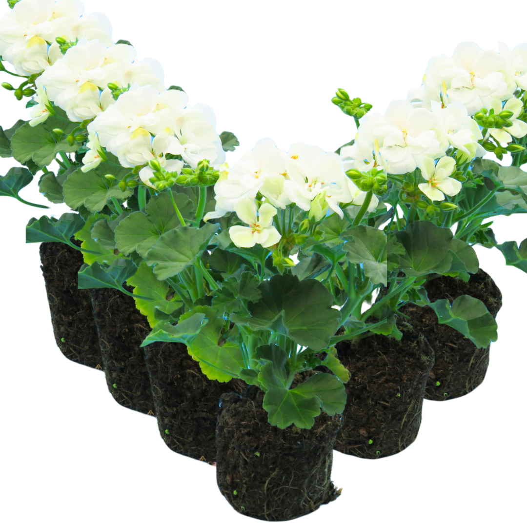 Pelargonium 'Toscana Erika' from Cedar Nursery, Cobham