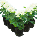 Pelargonium 'Toscana Erika' from Cedar Nursery, Cobham