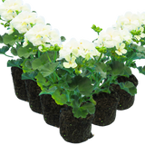 Pelargonium 'Toscana Erika' from Cedar Nursery, Cobham