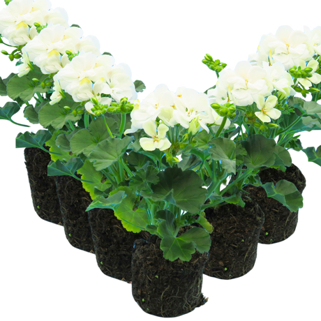 Pelargonium 'Toscana Erika' from Cedar Nursery, Cobham