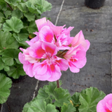 Pelargonium 'Toscana Linus' from Cedar Nursery, Cobham