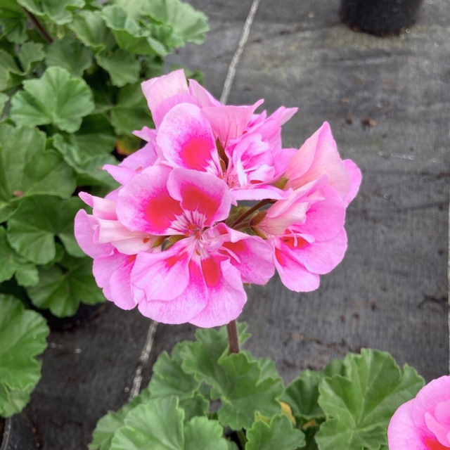 Pelargonium 'Toscana Linus' from Cedar Nursery, Cobham
