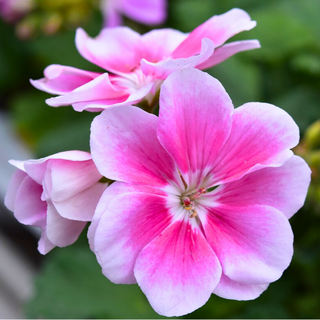 Pelargonium 'Toscana Linus' from Cedar Nursery, Cobham