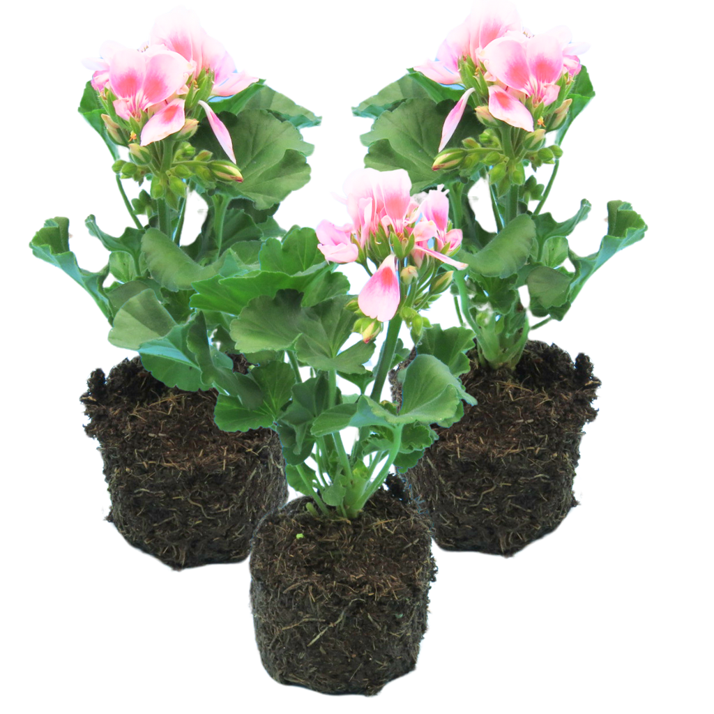 Pelargonium 'Toscana Linus' from Cedar Nursery, Cobham
