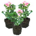 Pelargonium 'Toscana Linus' from Cedar Nursery, Cobham