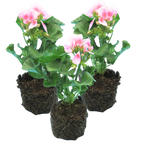 Pelargonium 'Toscana Linus' from Cedar Nursery, Cobham