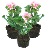 Pelargonium 'Toscana Linus' from Cedar Nursery, Cobham