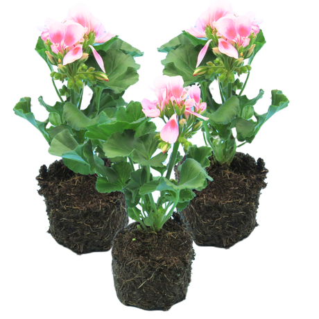 Pelargonium 'Toscana Linus' from Cedar Nursery, Cobham