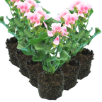 Pelargonium 'Toscana Linus' from Cedar Nursery, Cobham