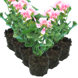 Pelargonium 'Toscana Linus' from Cedar Nursery, Cobham