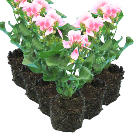 Pelargonium 'Toscana Linus' from Cedar Nursery, Cobham