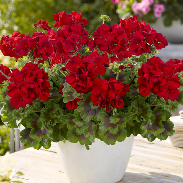 Pelargonium 'Toscana Mylena' from Cedar Nursery, Cobham