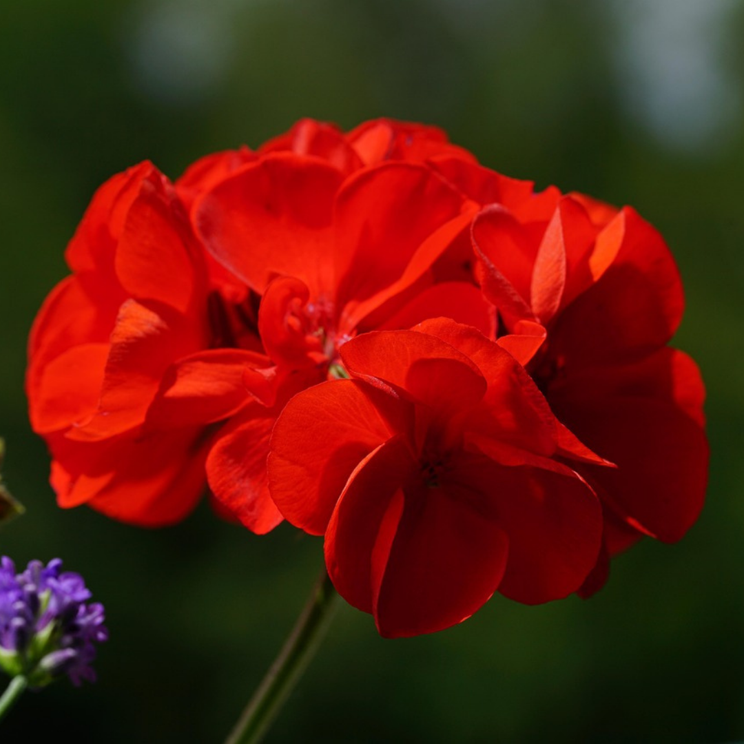 Pelargonium 'Toscana Mylena' from Cedar Nursery, Cobham