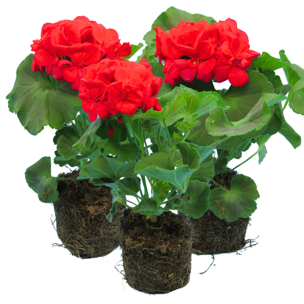 Pelargonium 'Toscana Mylena' from Cedar Nursery, Cobham