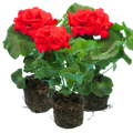 Pelargonium 'Toscana Mylena' from Cedar Nursery, Cobham