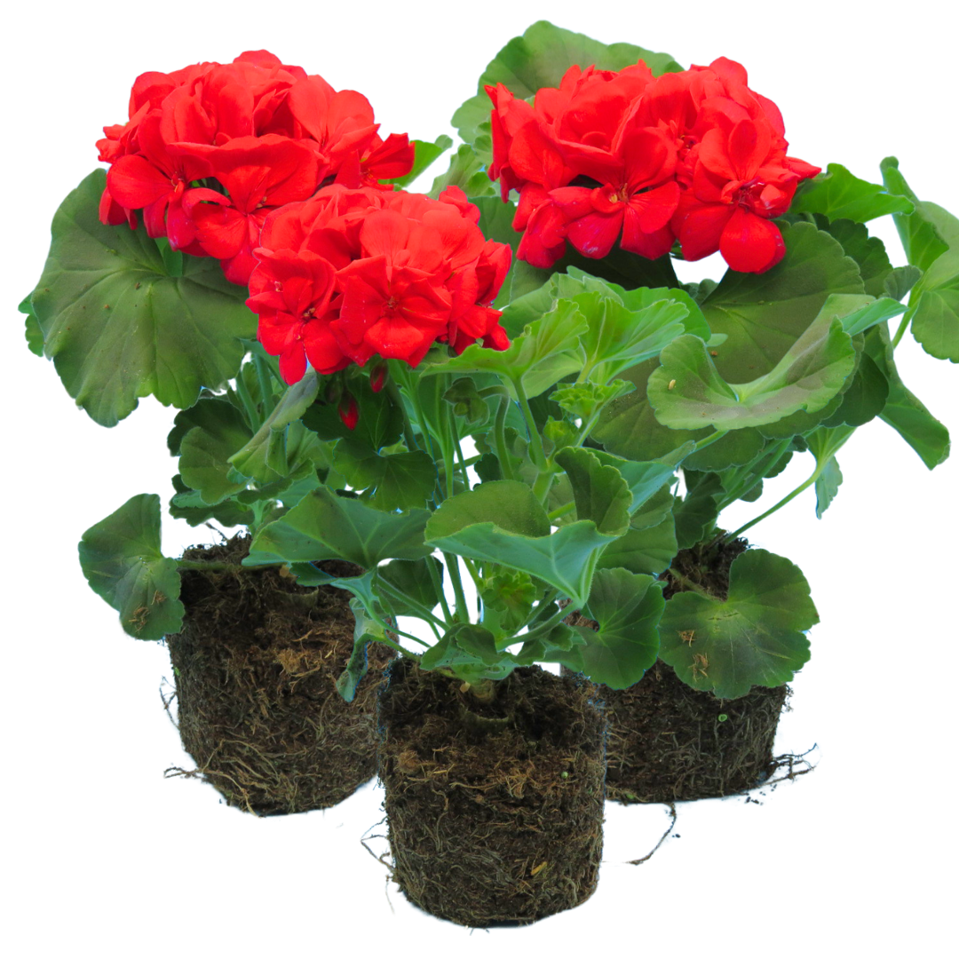 Pelargonium 'Toscana Mylena' from Cedar Nursery, Cobham