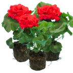 Pelargonium 'Toscana Mylena' from Cedar Nursery, Cobham