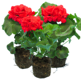 Pelargonium 'Toscana Mylena' from Cedar Nursery, Cobham