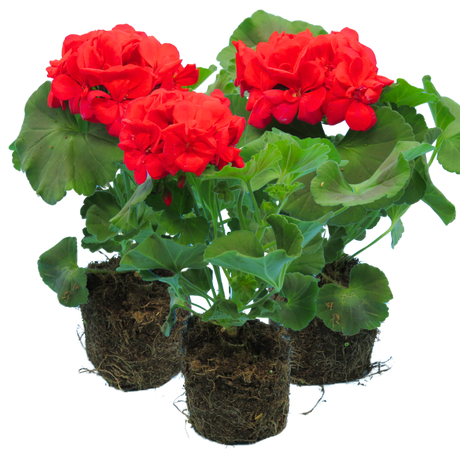 Pelargonium 'Toscana Mylena' from Cedar Nursery, Cobham