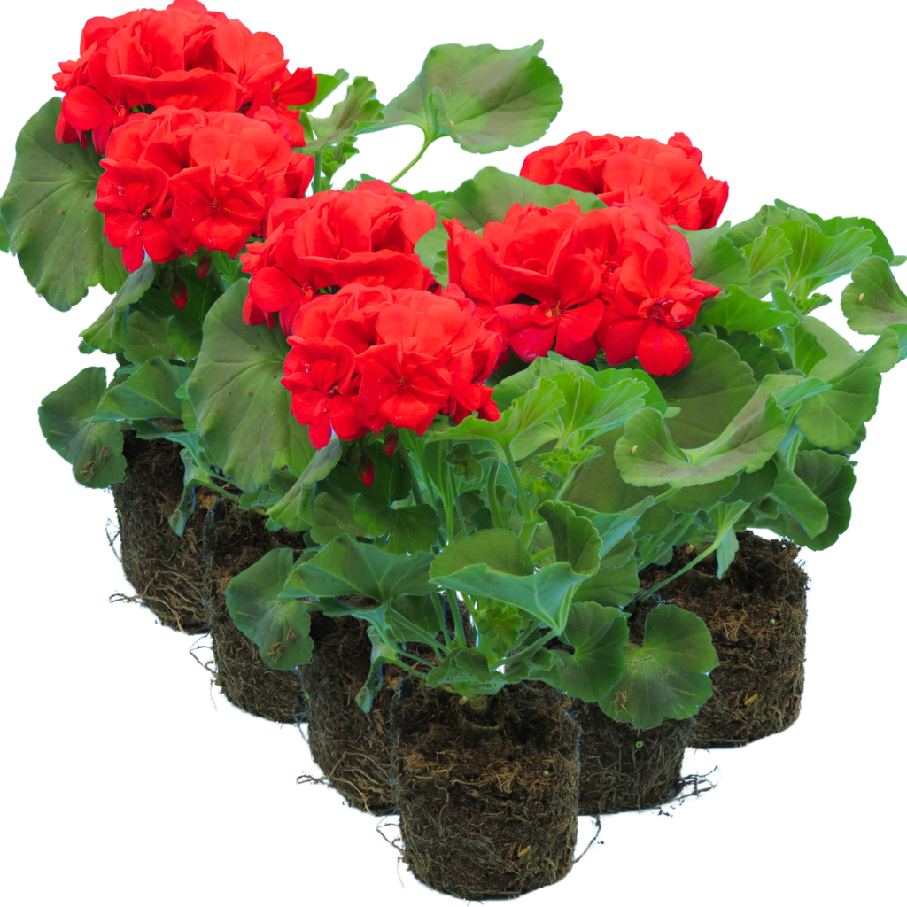 Pelargonium 'Toscana Mylena' from Cedar Nursery, Cobham