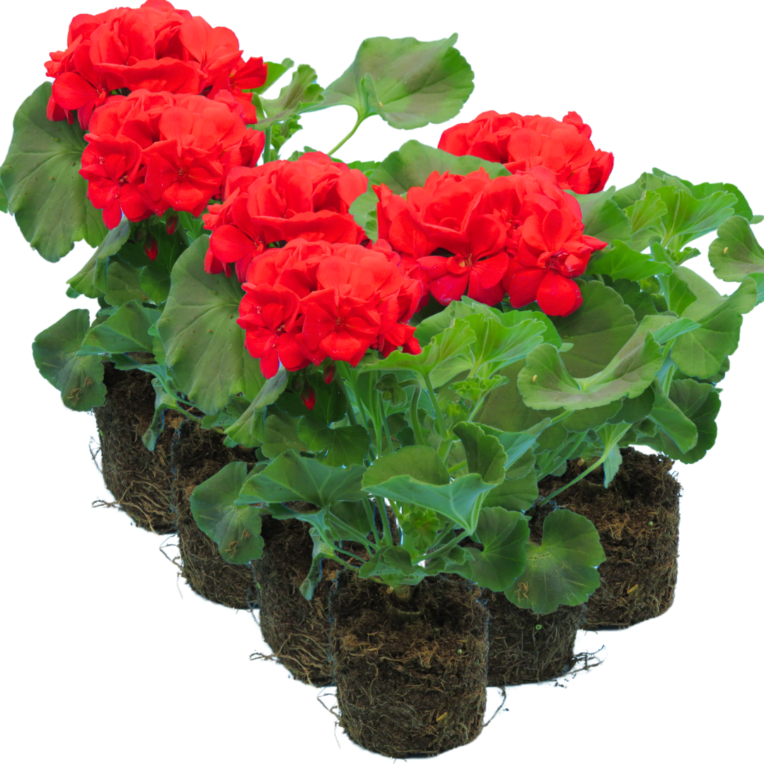 Pelargonium 'Toscana Mylena' from Cedar Nursery, Cobham