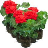 Pelargonium 'Toscana Mylena' from Cedar Nursery, Cobham