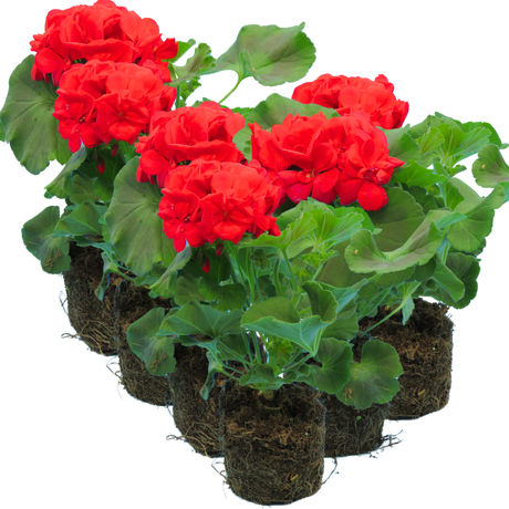 Pelargonium 'Toscana Mylena' from Cedar Nursery, Cobham