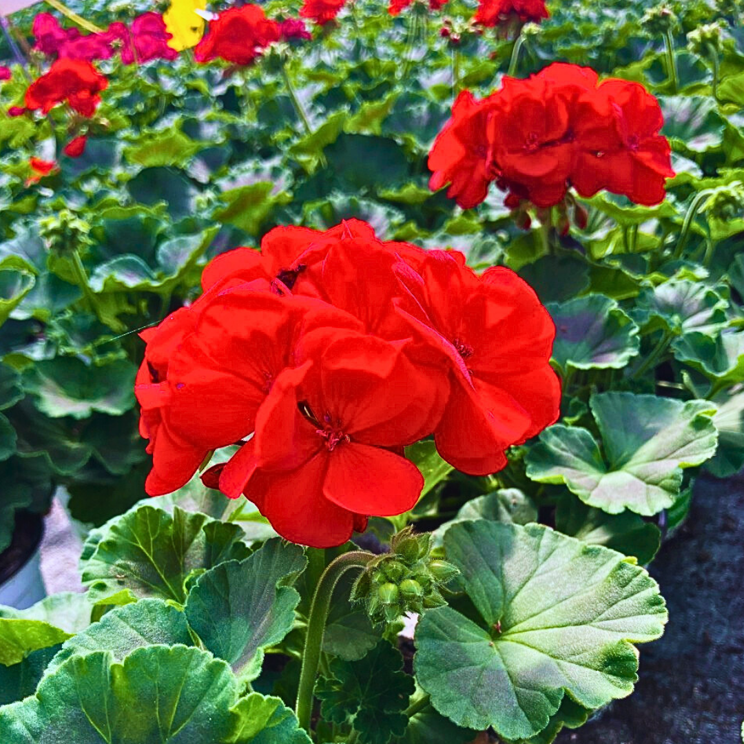 Pelargonium 'Toscana Senna' from Cedar Nursery, Cobham