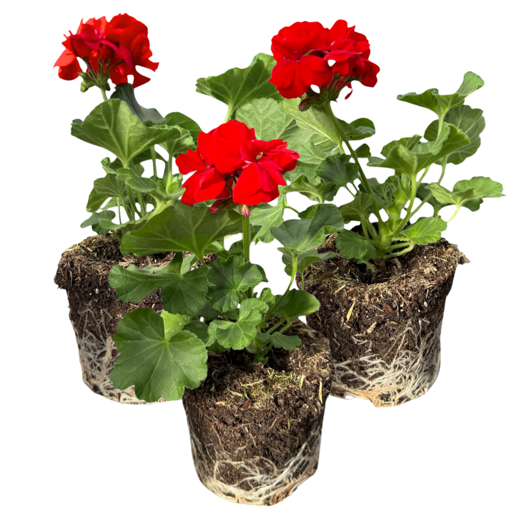 Pelargonium 'Toscana Senna' from Cedar Nursery, Cobham