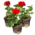 Pelargonium 'Toscana Senna' from Cedar Nursery, Cobham
