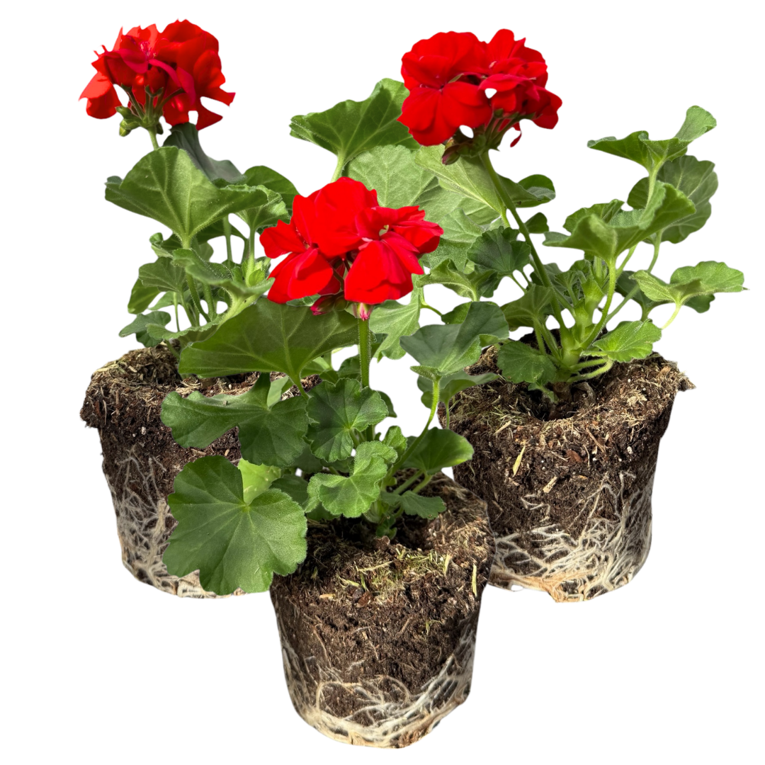 Pelargonium 'Toscana Senna' from Cedar Nursery, Cobham