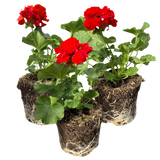 Pelargonium 'Toscana Senna' from Cedar Nursery, Cobham