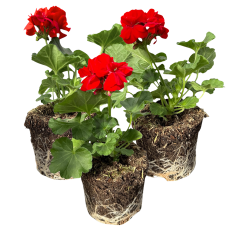 Pelargonium 'Toscana Senna' from Cedar Nursery, Cobham