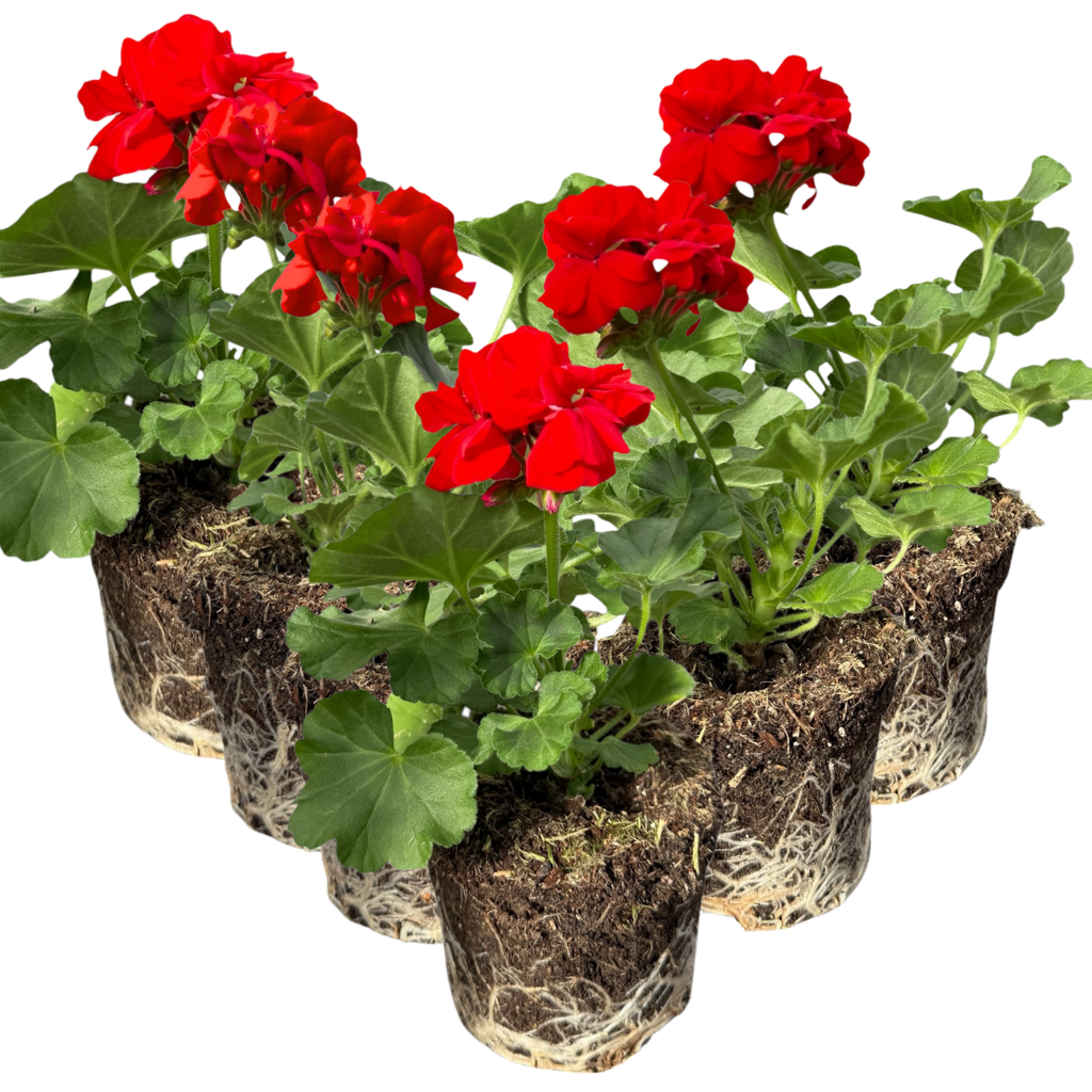 Pelargonium 'Toscana Senna' from Cedar Nursery, Cobham