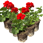 Pelargonium 'Toscana Senna' from Cedar Nursery, Cobham