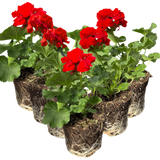 Pelargonium 'Toscana Senna' from Cedar Nursery, Cobham