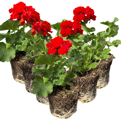 Pelargonium 'Toscana Senna' from Cedar Nursery, Cobham