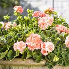 Pelargonium x hortorum 'Rosebud Astrid' from Cedar Nursery, Cobham