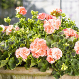 Pelargonium x hortorum 'Rosebud Astrid' from Cedar Nursery, Cobham