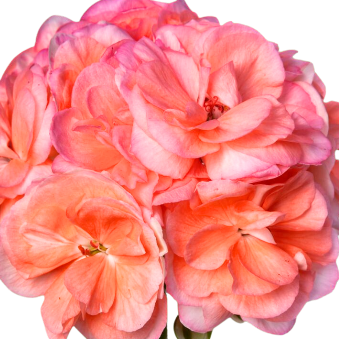 Pelargonium x hortorum 'Rosebud Astrid' from Cedar Nursery, Cobham
