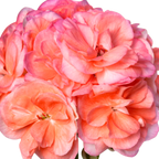 Pelargonium x hortorum 'Rosebud Astrid' from Cedar Nursery, Cobham