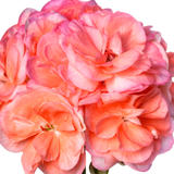 Pelargonium x hortorum 'Rosebud Astrid' from Cedar Nursery, Cobham