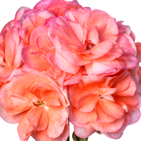Pelargonium x hortorum 'Rosebud Astrid' from Cedar Nursery, Cobham