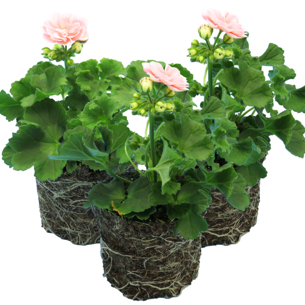 Pelargonium x hortorum 'Rosebud Astrid' from Cedar Nursery, Cobham