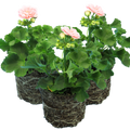 Pelargonium x hortorum 'Rosebud Astrid' from Cedar Nursery, Cobham